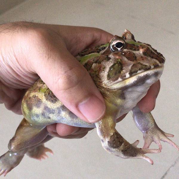 รับจ้างจับจิ้งจก ตุ๊กแก แมลงสาบ รับจ้างจับจิ้งจก ตุ๊กแก แมลงสาบ