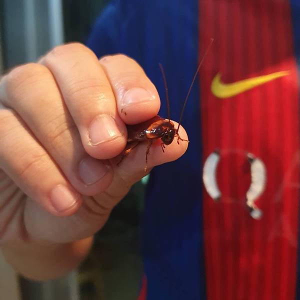 รับจ้างจับจิ้งจก ตุ๊กแก แมลงสาบ รับจ้างจับจิ้งจก ตุ๊กแก แมลงสาบ