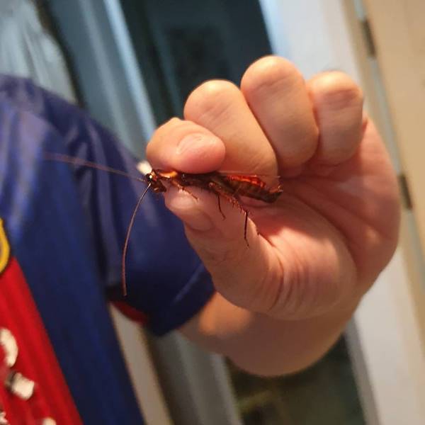 รับจ้างจับจิ้งจก ตุ๊กแก แมลงสาบ รับจ้างจับจิ้งจก ตุ๊กแก แมลงสาบ