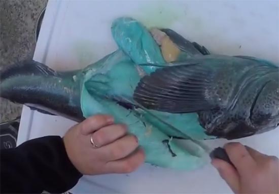 เคยเห็นกันไหม คลิปจับปลามาแล่กันสด ๆ แต่ทำไมเนื้อปลาเป็นสีฟ้า เคยเห็นกันไหม คลิปจับปลามาแล่กันสด ๆ แต่ทำไมเนื้อปลาเป็นสีฟ้า