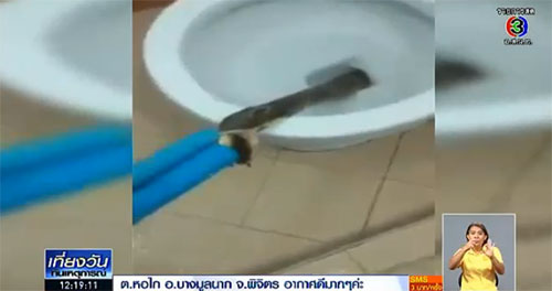 ไขข้อสงสัย ทำไมงูชอบโผล่ขึ้นมาจากชักโครก ไขข้อสงสัย ทำไมงูชอบโผล่ขึ้นมาจากชักโครก