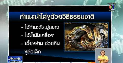 ไขข้อสงสัย ทำไมงูชอบโผล่ขึ้นมาจากชักโครก ไขข้อสงสัย ทำไมงูชอบโผล่ขึ้นมาจากชักโครก