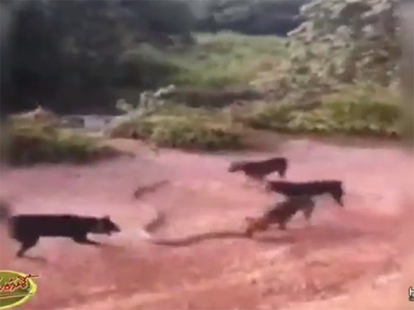 แชร์เพียบ คลิปลุ้นระทึก แชร์เพียบ คลิปลุ้นระทึก