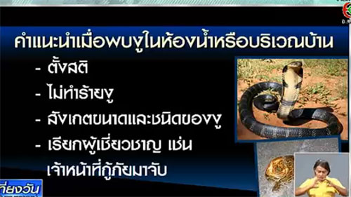 ไขข้อสงสัย ทำไมงูชอบโผล่ขึ้นมาจากชักโครก ไขข้อสงสัย ทำไมงูชอบโผล่ขึ้นมาจากชักโครกไขข้อสงสัย ทำไมงูชอบโผล่ขึ้นมาจากชักโครก