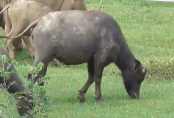 คนร้ายบุกขโมยควายเผือก คนร้ายบุกขโมยควายเผือก