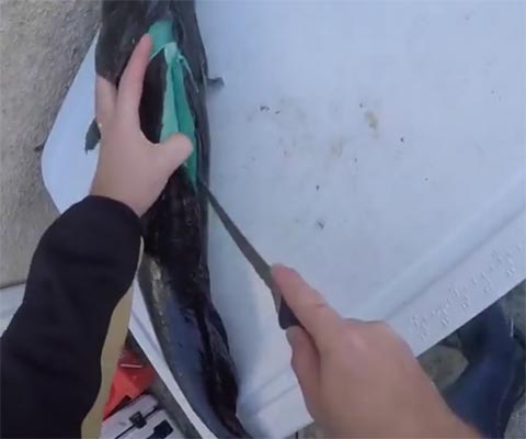 เคยเห็นกันไหม คลิปจับปลามาแล่กันสด ๆ แต่ทำไมเนื้อปลาเป็นสีฟ้า เคยเห็นกันไหม คลิปจับปลามาแล่กันสด ๆ แต่ทำไมเนื้อปลาเป็นสีฟ้า