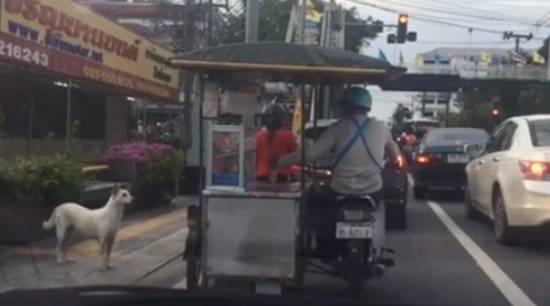 แชร์วนไปค่ะ คลิปพ่อค้าโตเกียวใจดีทำขนมให้น้องหมาระหว่างรถติดไฟแดง แชร์วนไปค่ะ คลิปพ่อค้าโตเกียวใจดีทำขนมให้น้องหมาระหว่างรถติดไฟแดง