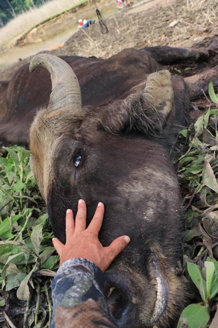 ตัดหัวกระทิง ตัดหัวกระทิง