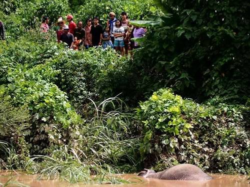 เร่งช่วยลูกช้างป่า ถูกน้ำซัดลอยคอในคลอง เร่งช่วยลูกช้างป่า ถูกน้ำซัดลอยคอในคลอง