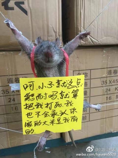 เอากับเขาสิ พ่อค้าจีนจับหนูขึงประจาน เอากับเขาสิ พ่อค้าจีนจับหนูขึงประจาน