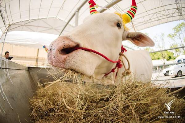 เปิดตัว เปิดตัว