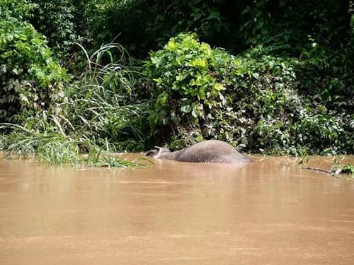 เร่งช่วยลูกช้างป่า ถูกน้ำซัดลอยคอในคลอง เร่งช่วยลูกช้างป่า ถูกน้ำซัดลอยคอในคลอง
