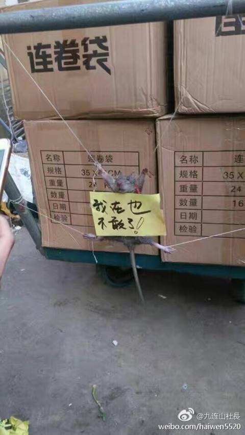 เอากับเขาสิ พ่อค้าจีนจับหนูขึงประจาน เอากับเขาสิ พ่อค้าจีนจับหนูขึงประจาน