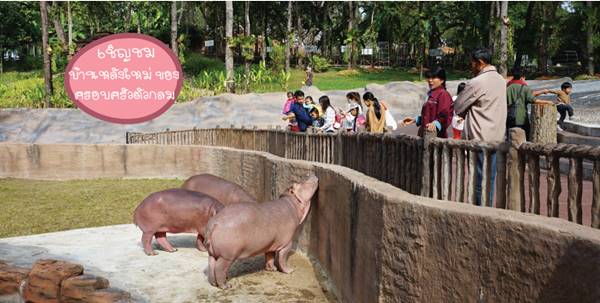 ฮิปโปน้อยสวนสัตว์เชียงใหม่ตายแล้ว ฮิปโปน้อยสวนสัตว์เชียงใหม่ตายแล้ว