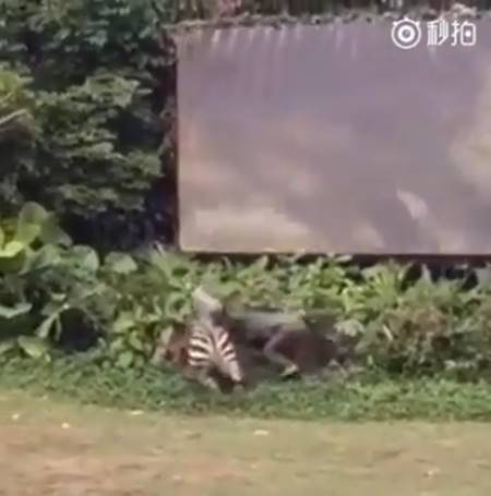 นาทีช็อก ม้าลายคลั่ง อาละวาดกัดเจ้าหน้าที่จมเขี้ยว ก่อนสะบัดลากไปกับพื้น นาทีช็อก ม้าลายคลั่ง อาละวาดกัดเจ้าหน้าที่จมเขี้ยว ก่อนสะบัดลากไปกับพื้น