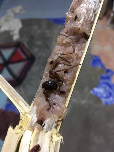 ข้าวหลาม ข้าวหลาม