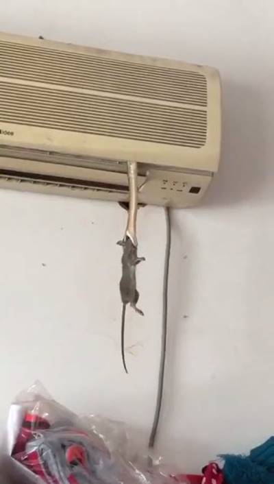 งูห้อยลงมางาบหนู งูห้อยลงมางาบหนู