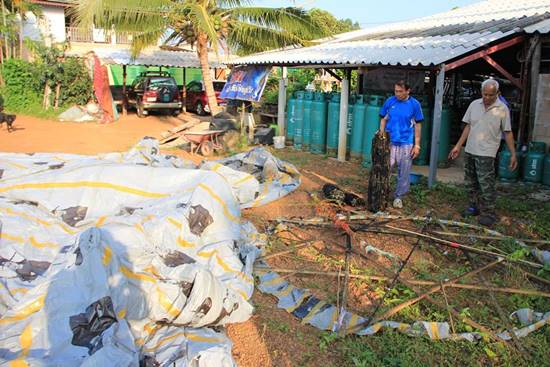 โคมลอยขนาดมหึมารูปจั่นเจา โคมลอยขนาดมหึมารูปจั่นเจา