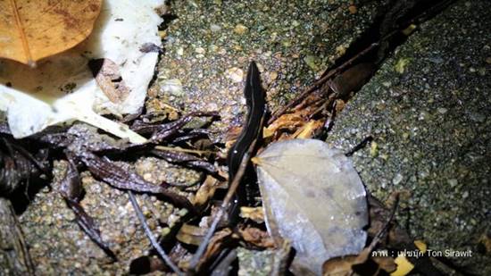 หนอนตัวแบนนิวกินี หนอนตัวแบนนิวกินี