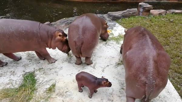 ฮิปโปน้อยสวนสัตว์เชียงใหม่ตายแล้ว ฮิปโปน้อยสวนสัตว์เชียงใหม่ตายแล้ว