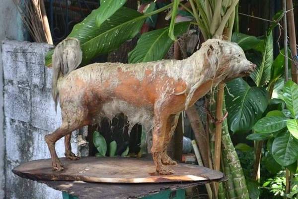 ทารุณกรรมสัตว์ ทารุณกรรมสัตว์