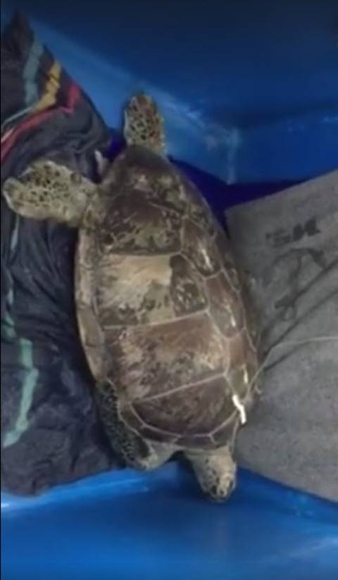 เต่าออมสิน กายภาพบำบัดแล้ว เดินลากสายน้ำเกลือ-ผ้าห่ม แพทย์จับช่วยบริหารขา เต่าออมสิน กายภาพบำบัดแล้ว เดินลากสายน้ำเกลือ-ผ้าห่ม แพทย์จับช่วยบริหารขา