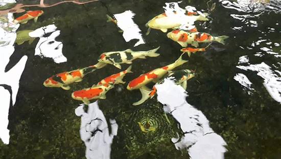 ปลาคาร์ฟ ปลาคาร์ฟ