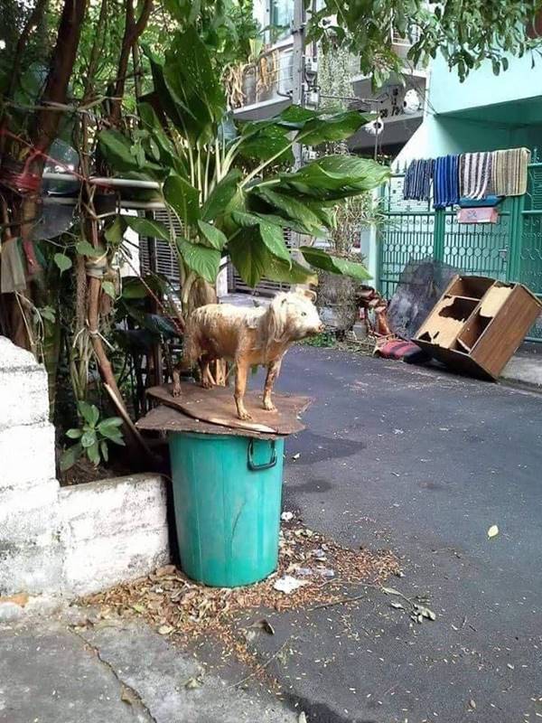 ทารุณกรรมสัตว์ ทารุณกรรมสัตว์