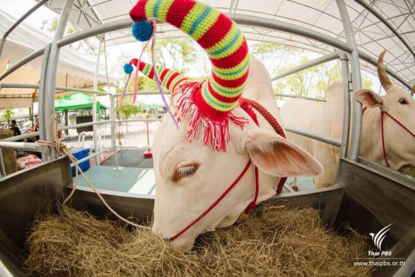 เปิดตัว เปิดตัว