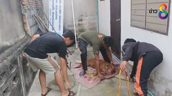 พิทบลูขย้ำเจ้านายเจ็บทั้งตัว หลังเห็นตะคอกลูกเสียงดัง เข็ดไม่คิดเลี้ยงต่อ พิทบลูขย้ำเจ้านายเจ็บทั้งตัว หลังเห็นตะคอกลูกเสียงดัง เข็ดไม่คิดเลี้ยงต่อ