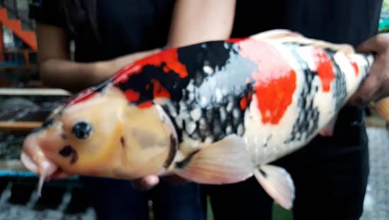 ปลาคาร์ฟ ปลาคาร์ฟ