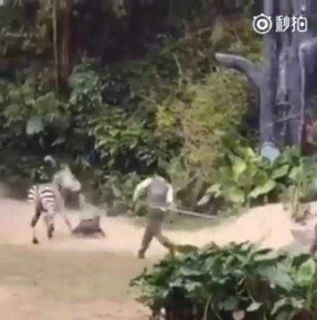 นาทีช็อก ม้าลายคลั่ง อาละวาดกัดเจ้าหน้าที่จมเขี้ยว ก่อนสะบัดลากไปกับพื้น นาทีช็อก ม้าลายคลั่ง อาละวาดกัดเจ้าหน้าที่จมเขี้ยว ก่อนสะบัดลากไปกับพื้น