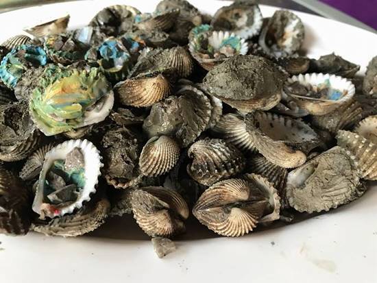 หอยแครงสายพันธุ์ใหม่ หอยแครงสายพันธุ์ใหม่