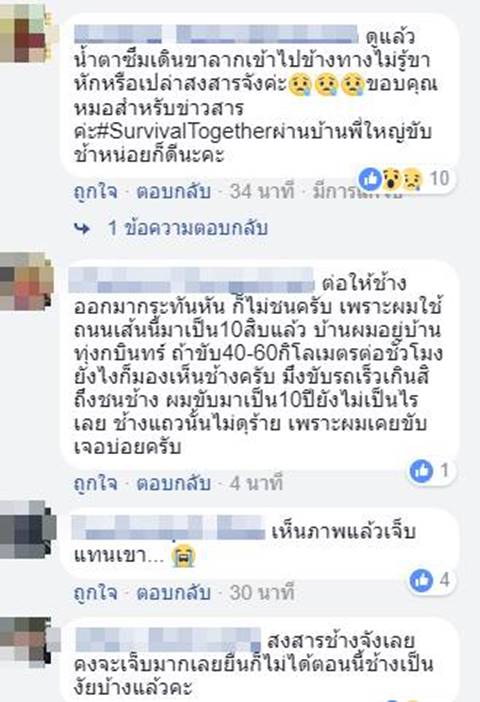 ช้างป่าถูกกระบะชน ช้างป่าถูกกระบะชน