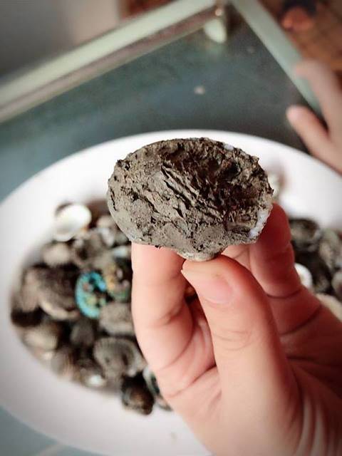 หอยแครงสายพันธุ์ใหม่ หอยแครงสายพันธุ์ใหม่