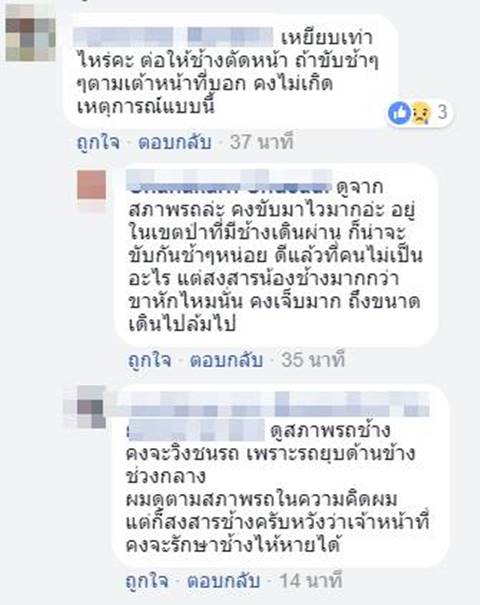 ช้างป่าถูกกระบะชน ช้างป่าถูกกระบะชน