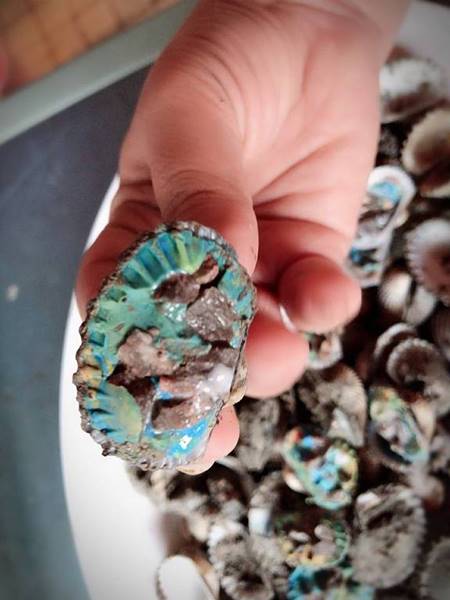 หอยแครงสายพันธุ์ใหม่ หอยแครงสายพันธุ์ใหม่