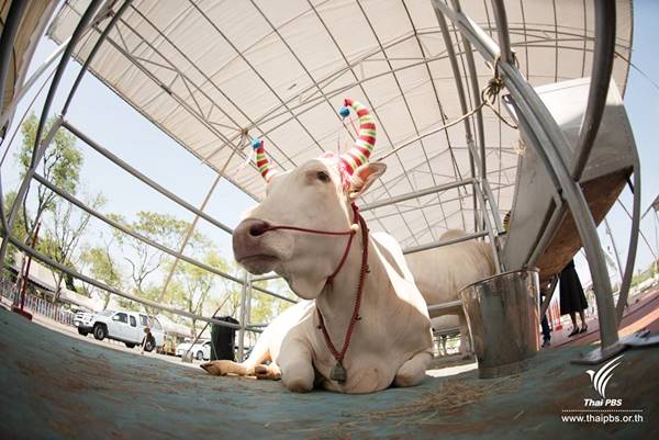 เปิดตัว เปิดตัว