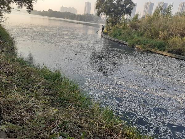 ปลาตาย ปลาตาย