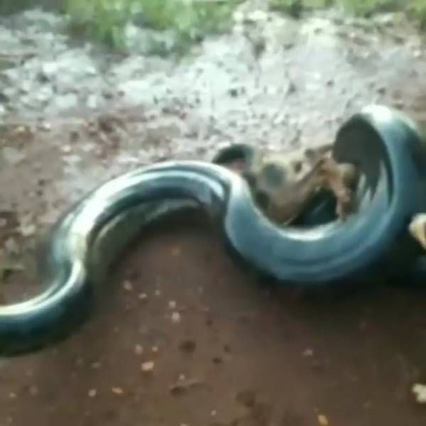 งูอนาคอนด้ารัดหมา งูอนาคอนด้ารัดหมา