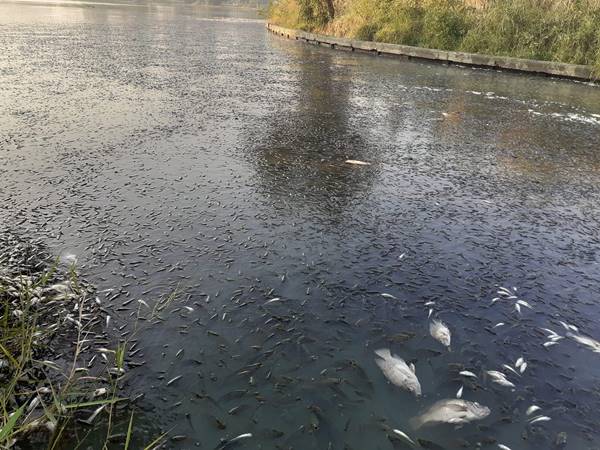 ปลาตาย ปลาตาย