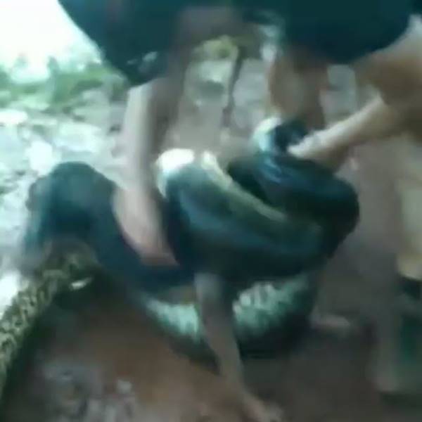 งูอนาคอนด้ารัดหมา งูอนาคอนด้ารัดหมา