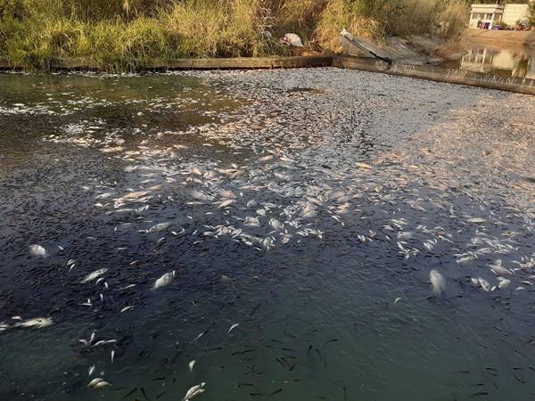 ปลาตาย ปลาตาย