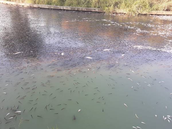 ปลาตาย ปลาตาย