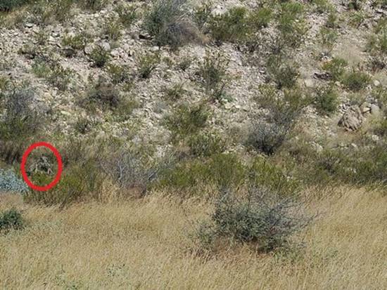 เนียนขั้นเทพ ภาพการพรางตัวของสไนเปอร์ หาตัวเจอกันไหมเนี่ย !? เนียนขั้นเทพ ภาพการพรางตัวของสไนเปอร์ หาตัวเจอกันไหมเนี่ย !?