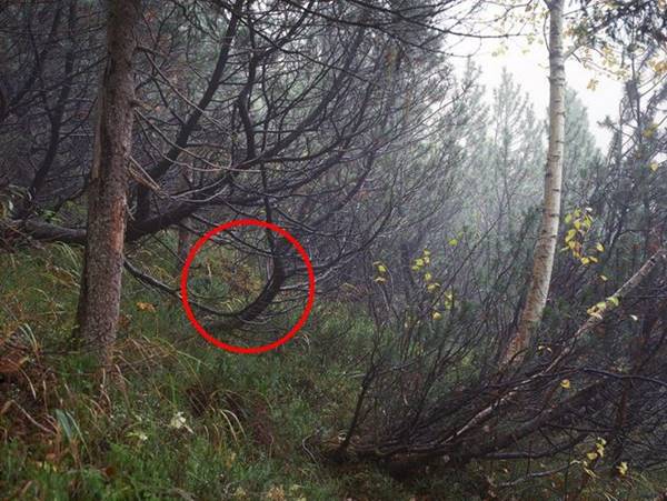 เนียนขั้นเทพ ภาพการพรางตัวของสไนเปอร์ หาตัวเจอกันไหมเนี่ย เนียนขั้นเทพ ภาพการพรางตัวของสไนเปอร์ หาตัวเจอกันไหมเนี่ย