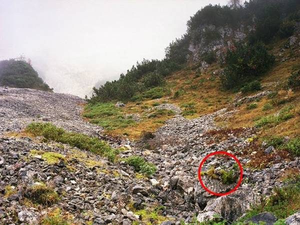 เนียนขั้นเทพ ภาพการพรางตัวของสไนเปอร์ หาตัวเจอกันไหมเนี่ย !? เนียนขั้นเทพ ภาพการพรางตัวของสไนเปอร์ หาตัวเจอกันไหมเนี่ย !?