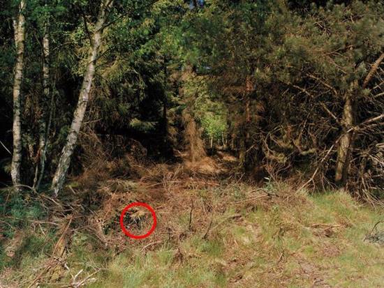 เนียนขั้นเทพ ภาพการพรางตัวของสไนเปอร์ หาตัวเจอกันไหมเนี่ย เนียนขั้นเทพ ภาพการพรางตัวของสไนเปอร์ หาตัวเจอกันไหมเนี่ย !?