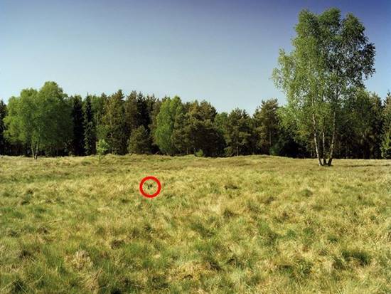 เนียนขั้นเทพ ภาพการพรางตัวของสไนเปอร์ หาตัวเจอกันไหมเนี่ย !? เนียนขั้นเทพ ภาพการพรางตัวของสไนเปอร์ หาตัวเจอกันไหมเนี่ย