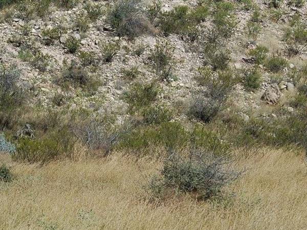 เนียนขั้นเทพ ภาพการพรางตัวของสไนเปอร์ หาตัวเจอกันไหมเนี่ย !? เนียนขั้นเทพ ภาพการพรางตัวของสไนเปอร์ หาตัวเจอกันไหมเนี่ย !?